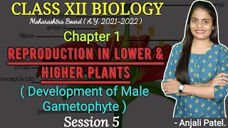 Class XII  Development of male gametophyte  Reproduction in lower and higher plants  Anjali Patel [upl. by Aicilehp]