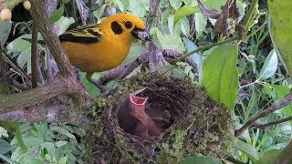 Breeding Birds of Tatamá  Colombia [upl. by Niamor]