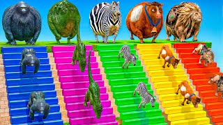 Cow Elephant Tiger Gorilla Hippo 3d Animal Long Slide Game Funny 3d Paint Animals Cage Game [upl. by Hathcock]