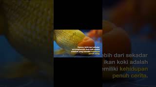 Kini ikan koki adalah simbol keindahan dan keberuntungan di berbagai budaya ikan ikanhiaskoki [upl. by Trotter]