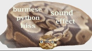 Burmese Python Sounds  Sound Effect  Animation [upl. by Ephram]