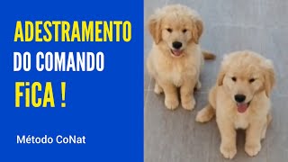 COMO ADESTRAR um Filhote de Golden Retriever COMANDO FICA [upl. by Kizzie613]