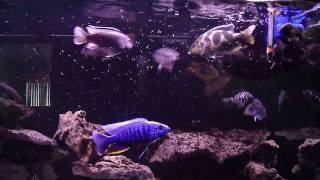 cichlid feeding hikari bio gold [upl. by Toole]