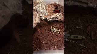 megaphobema robustum columbian giant redleg short shorts shortsvideo shortfeed tarantula [upl. by Eidoow]