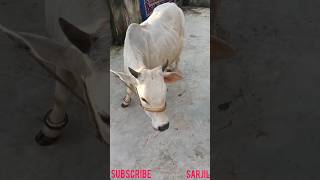 MINI BOUNI COW 2025 shorts viral minicow punganur trending cow [upl. by Sophey]