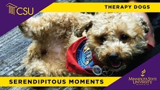 Therapy Dogs  Hound Hugs and Kanine Kisses at MSU Mankato [upl. by Yovonnda694]