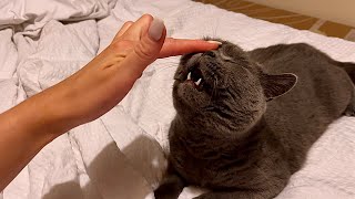 British Shorthair Loves Nose Rubs [upl. by Hailed140]