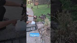 Kanguru viralvideo shorts [upl. by Yecaw]