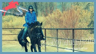 Riding a Chocolate Silver Dapple Rocky Mountain  DiscoverTheHorse Episode 5 [upl. by Tronna519]