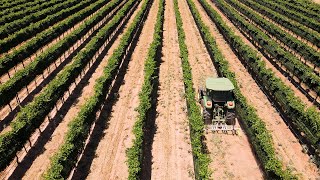 Effortless Weed Management On A Texas Vineyard [upl. by Arelc]