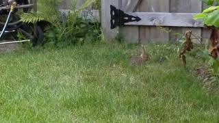 Young Eastern Cottontail Rabbit Sylvilagus floridanus Racine Wisconsin [upl. by Geehan910]