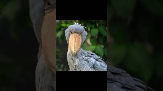 MEET the SHOEBILL The CROCODILE EATER Yes this bird is so huge it eats BABY CROCODILES [upl. by Anod]