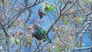 Sounds of Brown headed barbet [upl. by Euqirne856]