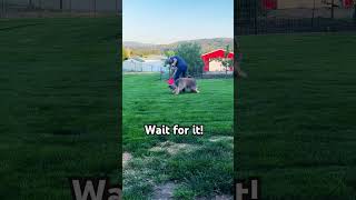 Wicket the Briard  Frisbee Luring zoomies briard fluffydog puppy tricks sheepdog adorable [upl. by Tiraj]