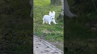 Labradoodle Sprinting at Full Speed 🐕💨 [upl. by Selinski]