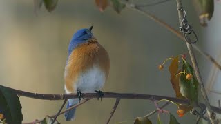 Volunteers work to save birds from window collisions [upl. by Aloke443]