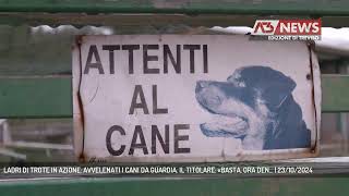 LADRI DI TROTE IN AZIONE AVVELENATI I CANI DA GUARDIA IL TITOLARE «BASTA ORA DEN  23102024 [upl. by Ful]