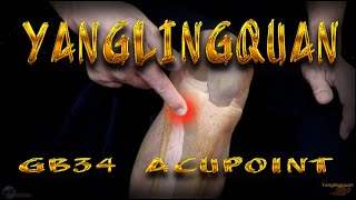 GB34  Yanglingquan Acupoint  Gallbladder Meridian  Acupressure VIKUDO [upl. by Omari]