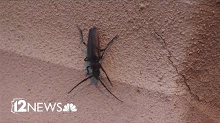 Arizonas big black beetle is back Meet the palo verde beetle [upl. by Neetsuj]