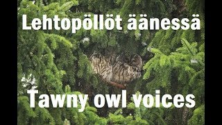 Lehtopöllöt äänessä Tammelassa 2842018  Tawny owl female and male making contact voices [upl. by Stuart]