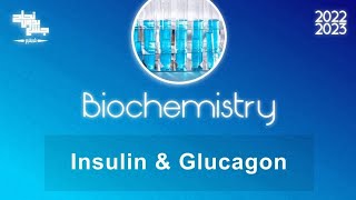 L4 Insulin and Glucagon Biochemistry [upl. by Gati262]