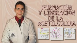 06  Biología Molecular de la Formación y Liberación de Acetilcolina Fármacos sobre la Transmisión [upl. by Secnirp]