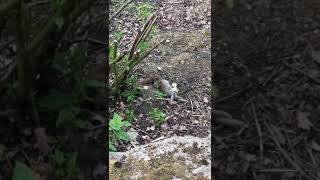 Wild Stoat catches Rabbit shorts [upl. by Aidnyl]