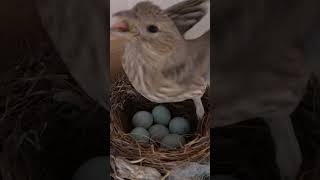 Male House Finch Feeding Female on the Nest [upl. by Antonetta]