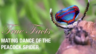 True Facts Mating Dance of The Peacock Spider feat Quinta Brunson [upl. by Ignatzia126]