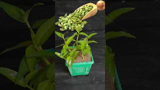 how to grow cardamom from seeds propagation of elaichi from seed [upl. by Zel399]