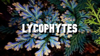 Les Lycophytes [upl. by Janey361]