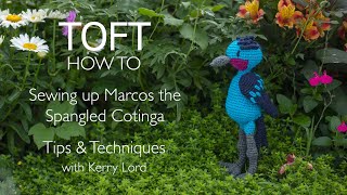 How to Sew Up Marcos the Spangled Cotinga [upl. by Eelyrag870]