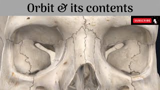 Orbit  Boundaries  Fissures and Foramina  Relations  Contents Anatomy mbbs education [upl. by Leahsim]