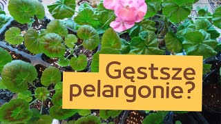 Pelargonie – uszczykiwanie dla rozkrzewienia Jak uszczykiwać pelargonie Porady ogrodnicze [upl. by Adrian]