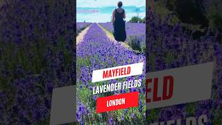 ലാവെൻഡർ  Mayfield Lavender Fields  London UK [upl. by Nauqel]