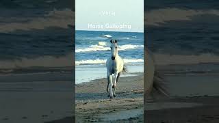 Varaj  Majestic Horse Galloping  Beautiful Horse VideoquotHorseVideo MajesticHorseGallopingHorse [upl. by Eleinad]