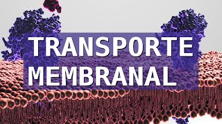 ¿CÓMO PASAN LAS SUSTANCIAS A TRAVÉS DE LAS MEMBRANAS CELULARES Transporte Membranal [upl. by Andrel]