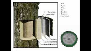 Introduction to Tree Pruning [upl. by Inna36]