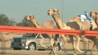 Animales por el mundo carreras de camellos en Dubai [upl. by Mattland]