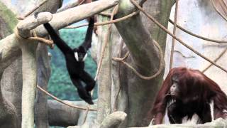 Gibbon and orangutan meet hang at Brookfield Zoo [upl. by Tyrrell659]