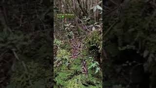 Kiwi spotted on the Heaphy Track 💚 [upl. by Daveda]