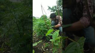 cowpea plants is growing nature plantscare cowpea farming shorts [upl. by Hseham]