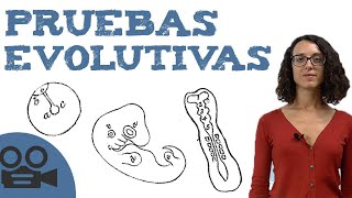 Pruebas evolutivas embriológicas [upl. by Radu52]