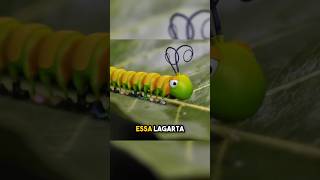 A Lagarta Vendedora Sapatos para Todos os Insetos 🐛👟 [upl. by Kylila483]