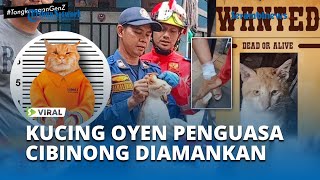 VIRAL Terlalu Ganas dan Sudah Memakan Korban KUCING OYEN Cibinong Diamankan Petugas Damkar [upl. by Atiraj]