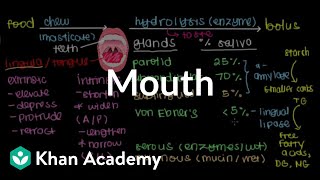 Mouth  Gastrointestinal system physiology  NCLEXRN  Khan Academy [upl. by Nyrahtak]