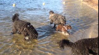 Barbet Moëts puppies stepping into shallow waters [upl. by Necyrb]