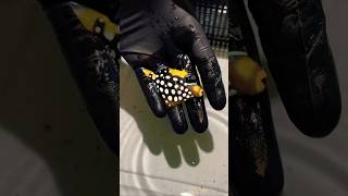 Clown Triggerfish🐟🌊 shorts fish aquarium clownfish triggerfish unboxing [upl. by Nahpos]