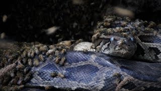 Killer Bees vs Python 02 Time Lapse [upl. by Carpio]