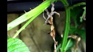 Macleays spectre  Giant Prickly Stick Insect Shedding Skin [upl. by Nylecaj]